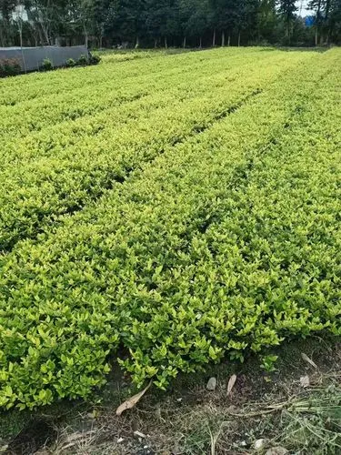 带鱼池园林景观设计